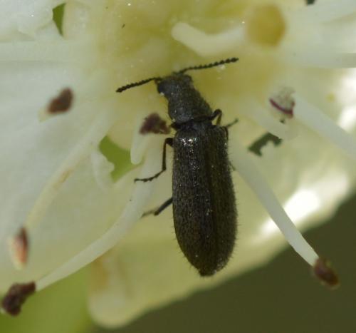 Réf. 252 671 : Dasytinae inconnu